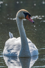 Canvas Print - Swan in the lake