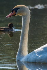 Sticker - Swan in the lake