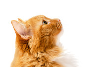 Cute Domestic Ginger Tabby Cat Looking Up Isolated