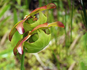 two green flowers in the garden