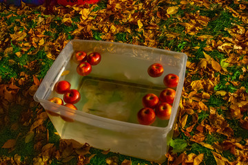 Wall Mural - Bobbing For Apples