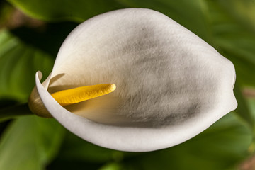 Poster - Allassac (Corrèze, France) - Arum