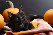 Halloween Black Cat With Pumpkins