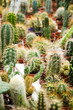 Cacti cactus