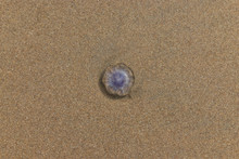 Tiny Jellyfish On The Beach