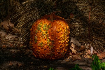 Wall Mural - Fall pumpkin in the shadows 