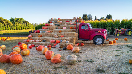 glorious country pumpkins announce the autumn harvest