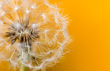 Macro Dandelion with Yellow Background