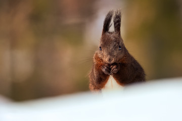 Wall Mural - eurasian red squirrel, sciurus vulgaris.