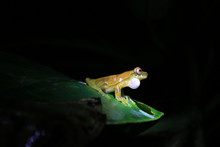 Dendropsophus Bifurcus Or Upper Amazon Tree Frog With Inflated Pouch Sitting On A Green Leaf