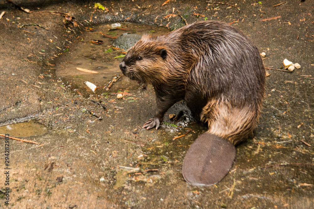 Curious American Beaver (Castor Canadensis) looking around - obrazy, fototapety, plakaty 