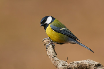 Wall Mural - Beautiful great tit (Parus major)