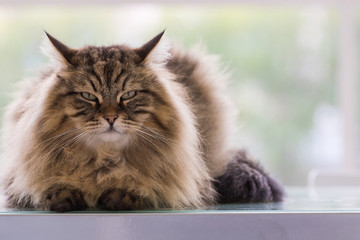 Beautiful brown tabby cat of siberian breed in relax in a house. Hypoallergenic animal of livestock