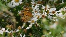 Silvery Checkerspot, Or Sunflower Butterfly, Closyne Nycteis