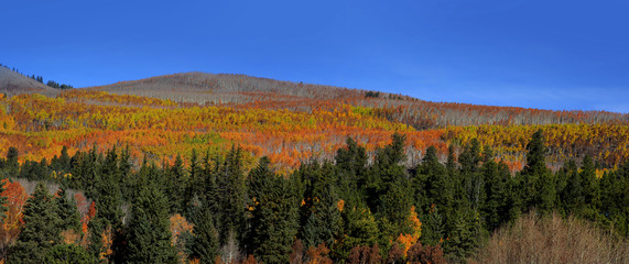 Canvas Print - Autumn landscape in Colorado rocky mountains along scenic byway 12