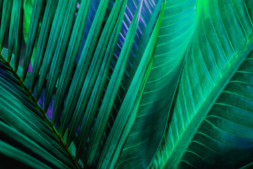  tropikalny liść palmowy i cień, streszczenie naturalne zielone tło, ciemnoniebieski odcień