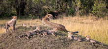 Mother Cheetah With Six Young Cubs Reclining On A Grassy Mound.  Image Taken In The Maasai Mara National Reserve, Kenya.