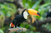 Colorful Toucan Bird Profile Photo