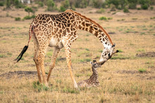 A Mother Giraffe Bends Down To Care For Her Newborn Calf.  Image Taken In The Maasai Mara National Reserve, Kenya.