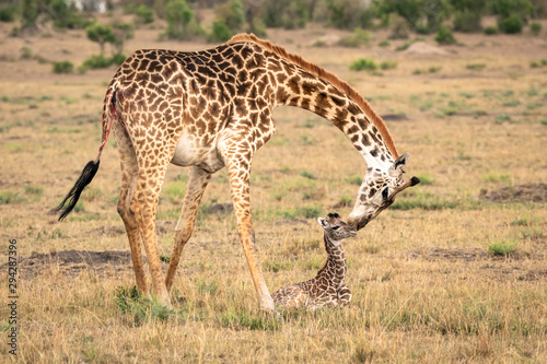 Girafe Postere și Tablouri | Cumpără online pe Europosters.ro ...