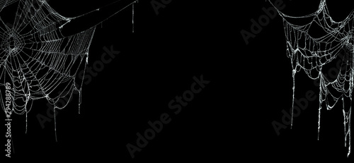 Fotomural Real creepy spider webs on black banner
