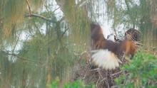 Bald Eagle Landing On Nest With Fish To Feed Baby Chicks