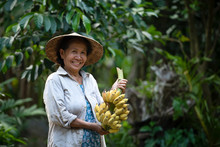 Local Workers In The Banana Plantation, Female Farmers Raise Bananas On An Organic Farm, Thai Smile Farm.