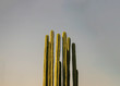 minimal cactus