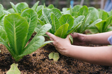 Woman Hands Picking Green Lettuce In Vegetable Garden