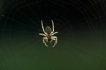 Wall Mural - Closeup view of spider and web