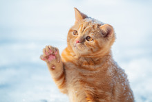 Cat Playing With Snow. Little Ginger Kitten With A Paw In The Air. Playful Cat Walking Outdoors In The Snow In Winter