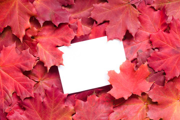 Bright autumn background with red maple leaves. Natural backdrop