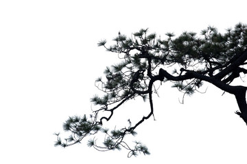 pine branches , silhouette dead tree or dry tree on white background with clipping path.
