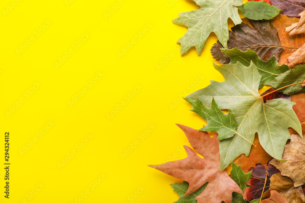 Beautiful autumn leaves on color background