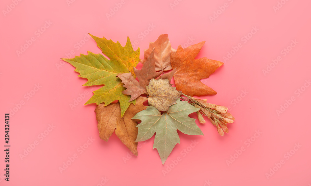Beautiful autumn leaves on color background
