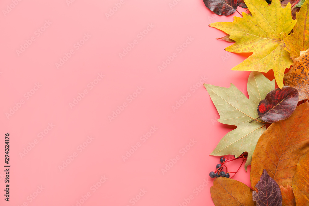 Beautiful autumn leaves on color background