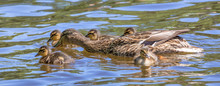 Duck With Small Ducklings In Water