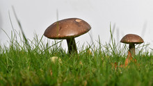 Mushroom In Grass - White Background - 16:9