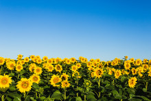 Field Of Sunflowers Blue Sky Without Clouds