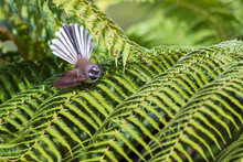 New Zealand Fantail With Spread Tail