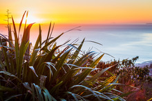 Sunrise Over The Ocean Framed By New Zealand Flax
