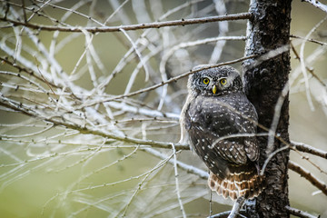 Wall Mural - Small beautiful owl in forest on branch in spruce forest. The Eurasian pygmy bird.