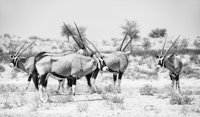 Wall Mural - Gemsbok Antelope