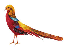 Bird Golden Pheasant .watercolor Illustration.