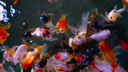 Wall Mural - Beautiful group of gold fish swimming in pond, goldfish cute animal decor in house, close up top view 