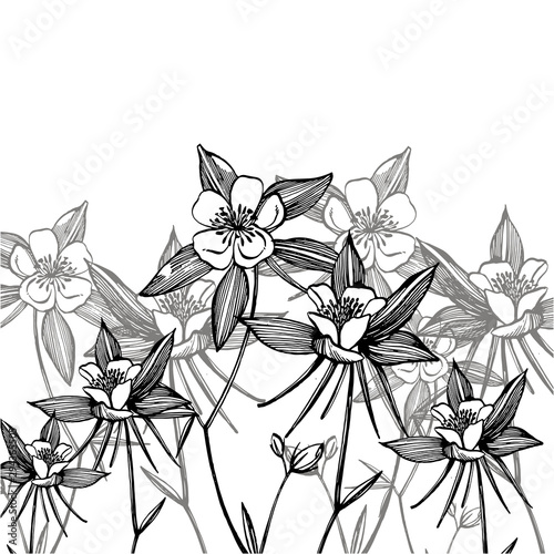 Double Columbine flowers. Collection of hand drawn flowers and plants. Botany...