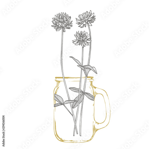 Clover plants. Botanical illustration. Good for cosmetics, medicine, treating...