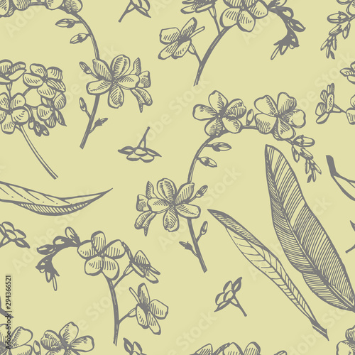Forget-me-not flowers. Botanical illustration. Good for cosmetics, medicine, ...