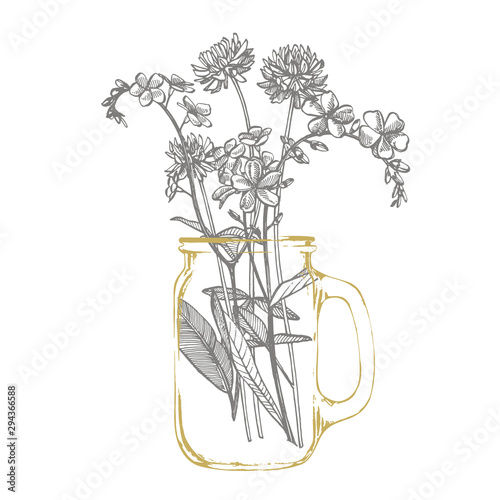 Branch of wild plant Forget-me-not and Clover. Vintage engraved illustration....