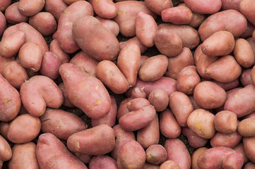 Closeup of oraganic sweet potatoes stack at the market